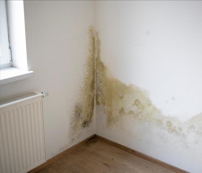 strong mildew in large stains is located on white interior wall in home